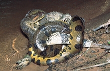 "Reptile Vs. Reptile"