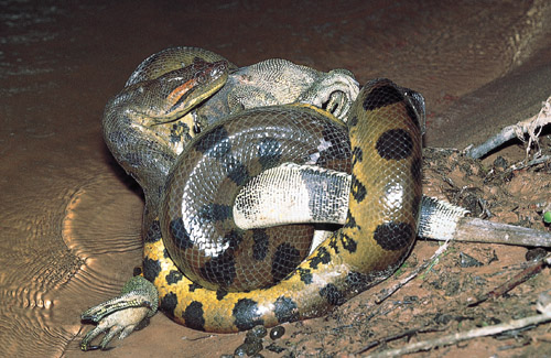 "Reptile Vs. Reptile"