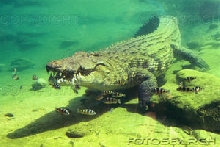 UnderWater Croc