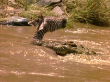 "Crocodile Feeding Upon Zebra"