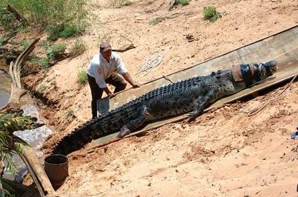 Croc Being Captured