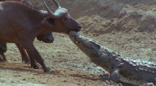 Crocodile Vs. Buffalo