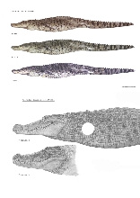 Drawing of Crocodiles