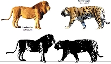 Tiger Vs. Lion