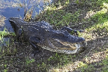 "Alligator Domination"