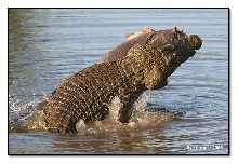 Crocodile Ripping Hippo