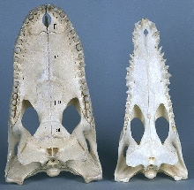 The Skulls of Crocodilian