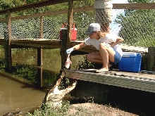 Gators loves chicken!