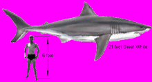 21 foot Great White Shark   6 foot Man