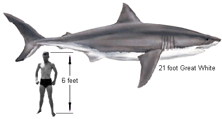 21 foot Great White Shark   6 foot Man