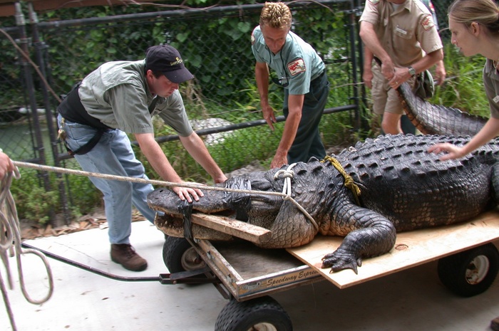 Hunter being transported