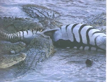 Nile crocs feasting on a zebra.