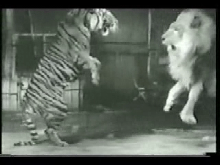 Tiger Vs. Lion