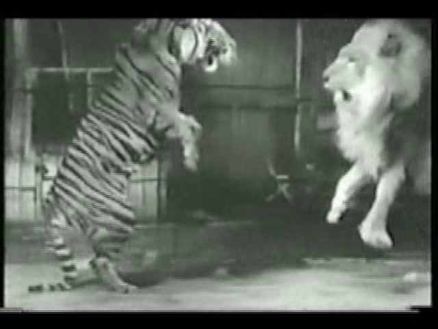 Tiger Vs. Lion