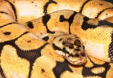 bumblebee