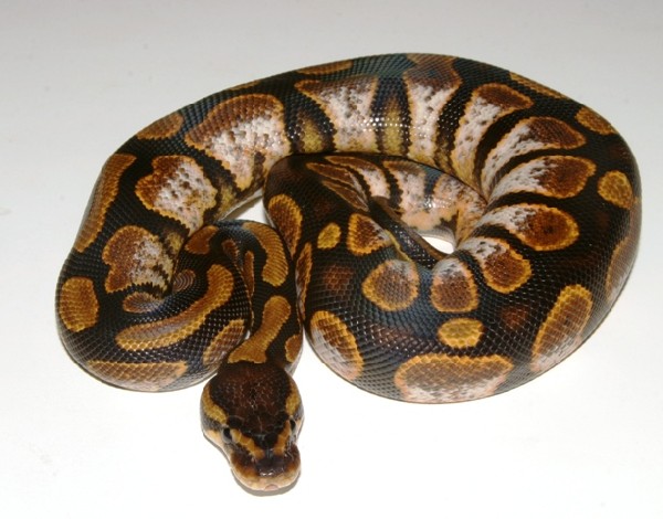 calico