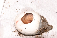 egg