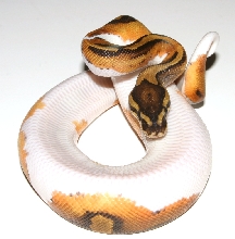 rattlesnake ball