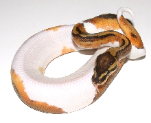 rattlesnake ball 2