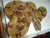hypo het albino 2