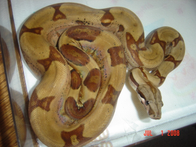 hypo het albino 2