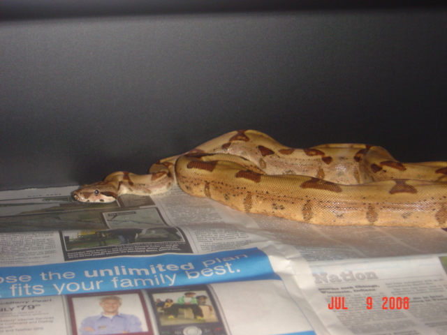 Hypo het albino