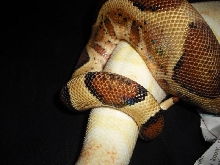 copulation?2