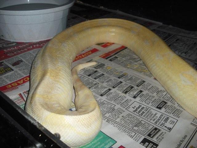 gravid???