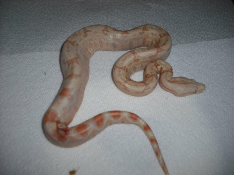 albinobaby2