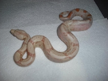albinobaby3
