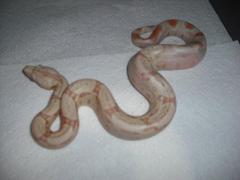 albinobaby3