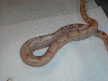 albinobaby4