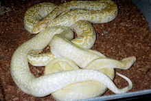burmese python