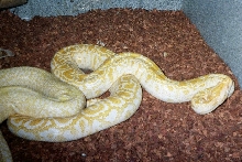 Albino burmese python