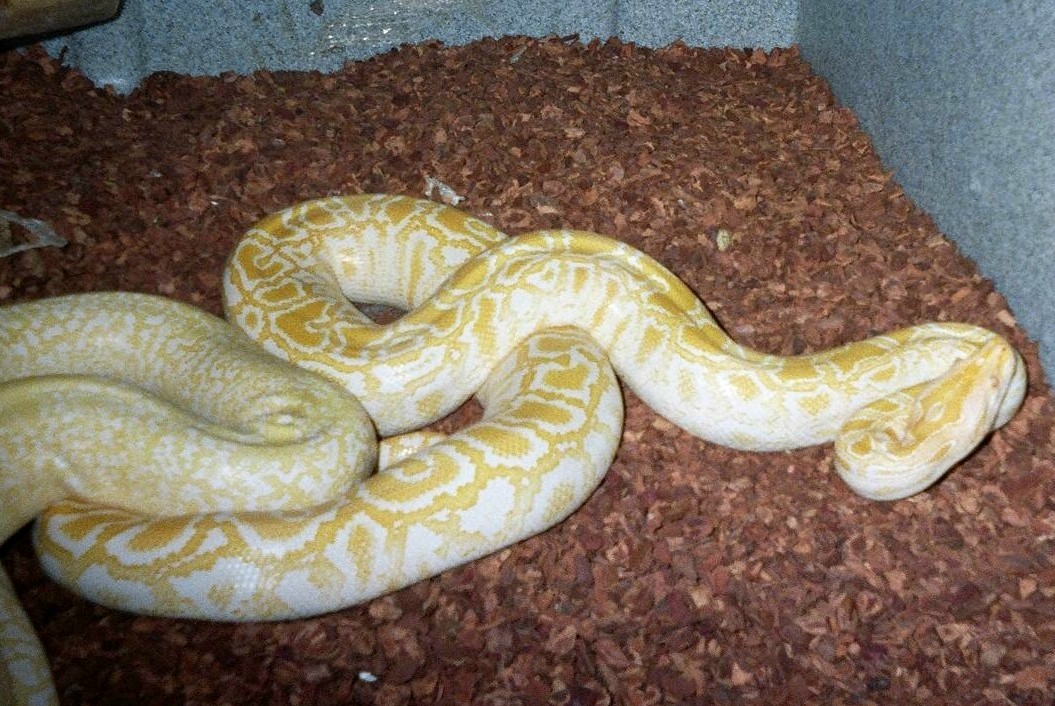 Albino burmese python