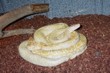 granit albino, albino het. granite burmese python