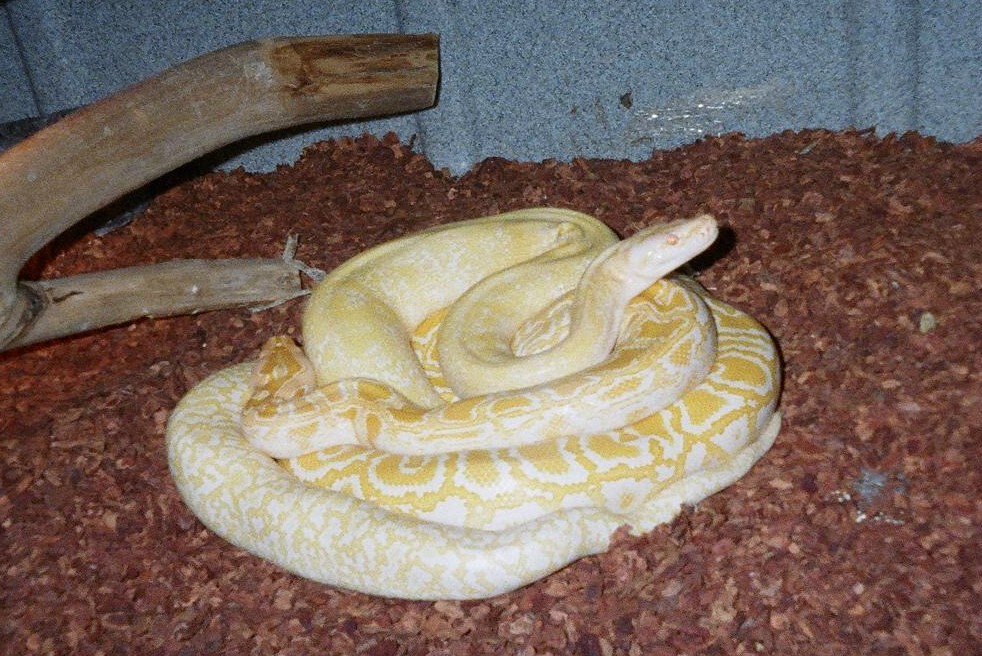granit albino, albino het. granite burmese python