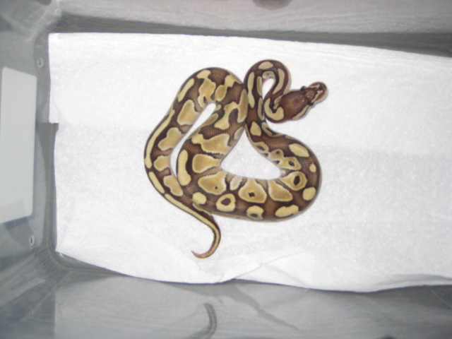 Butter Male
