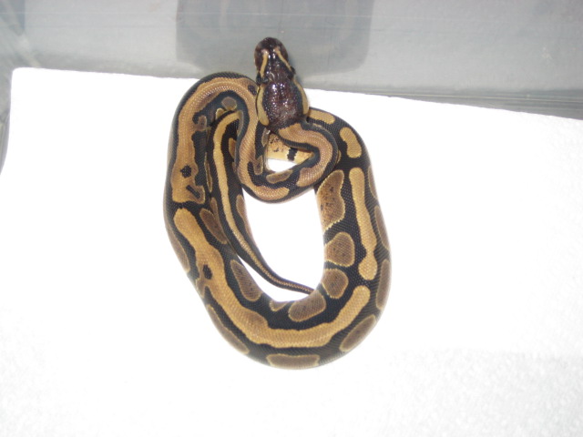 striped female ch
