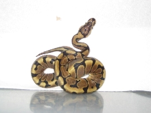 woma female