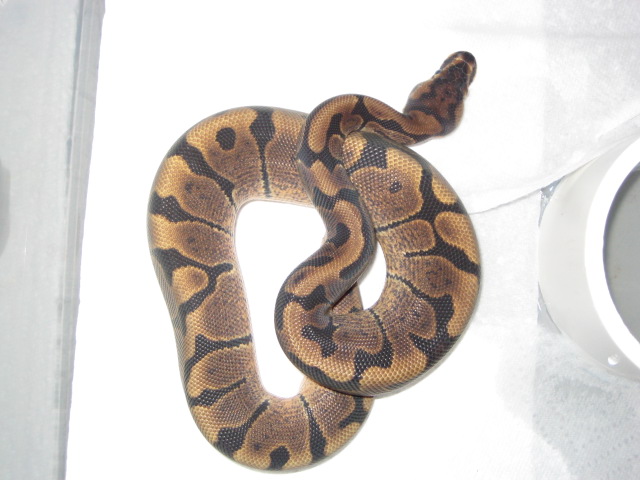 woma male