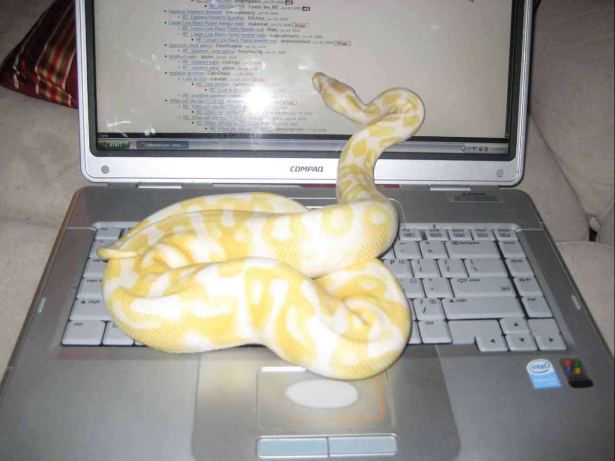 Perrie 2008