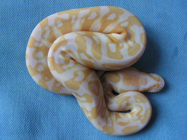 albino ball