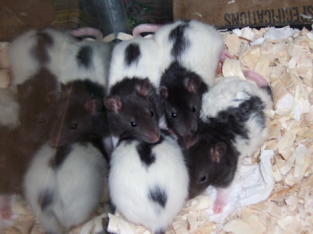 baby rats