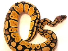 Trudy Pastel Female
