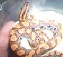 rainbow boa baby