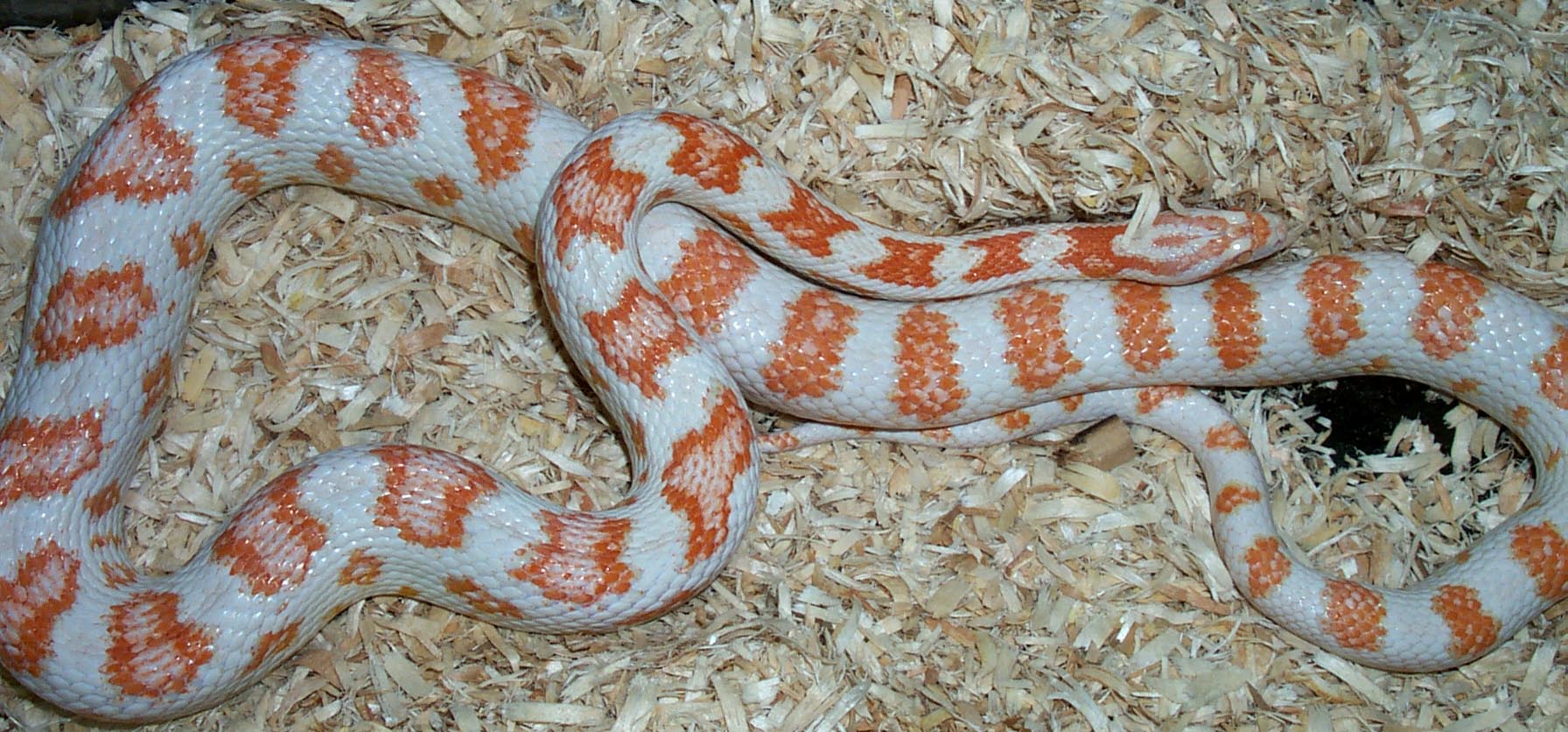 Candycane