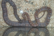 Anery Bloodred