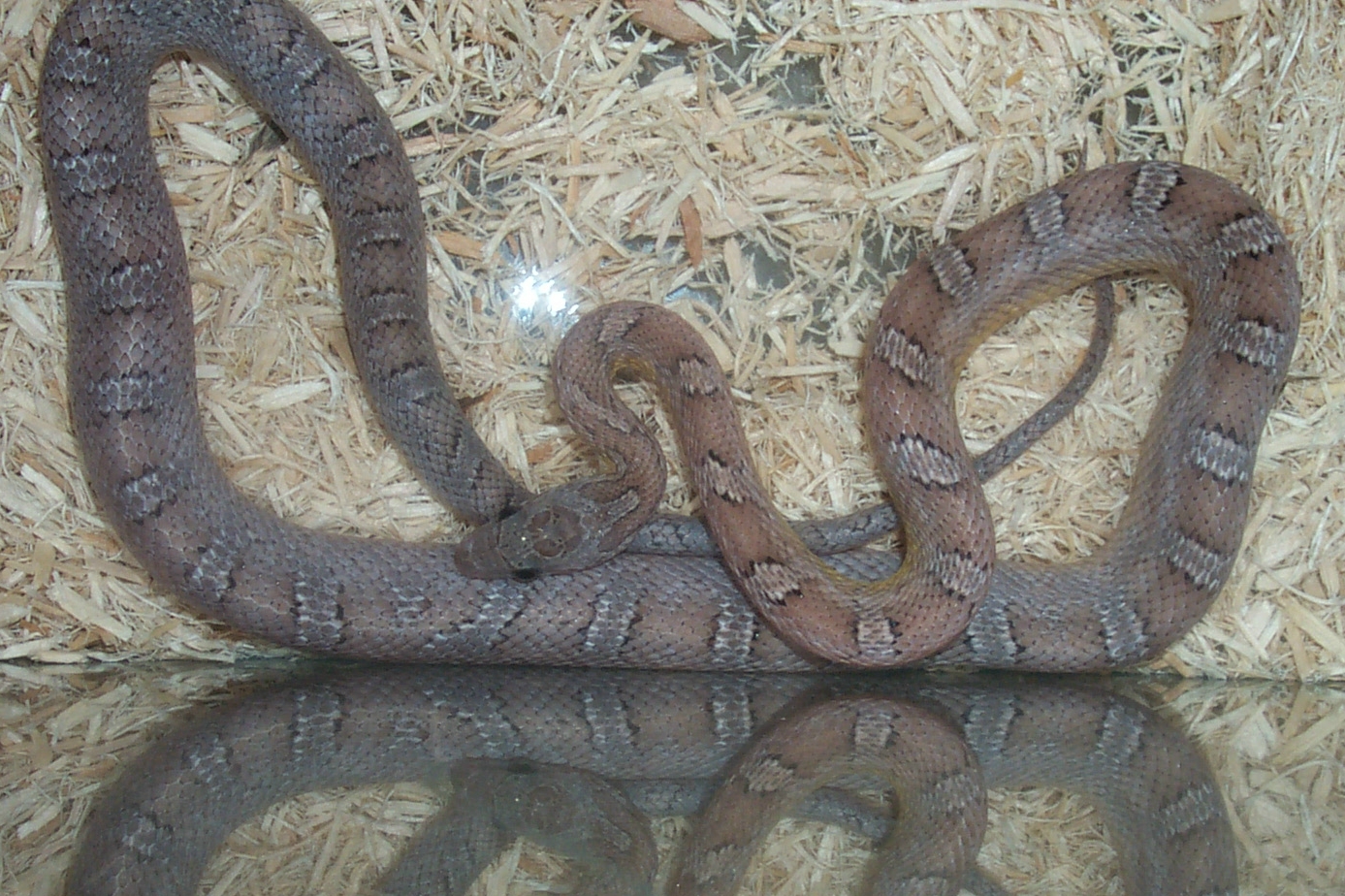 Anery Bloodred