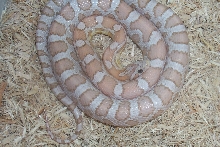 Male Ghost